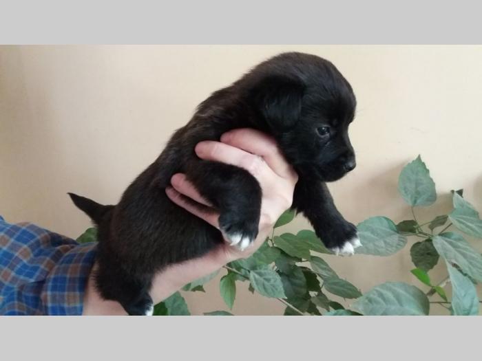 štenci na poklon besplatni mali oglasi