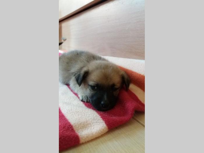 štenci na poklon besplatni mali oglasi