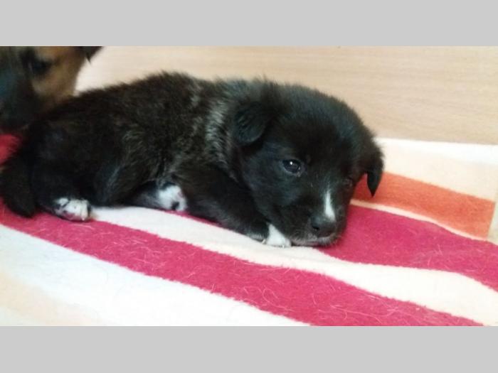 štenci na poklon besplatni mali oglasi
