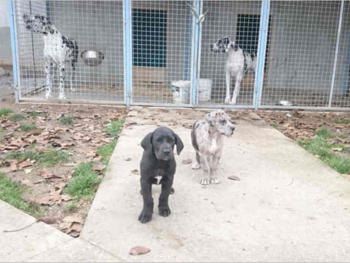 harlekin doge muški štenci besplatni mali oglasi