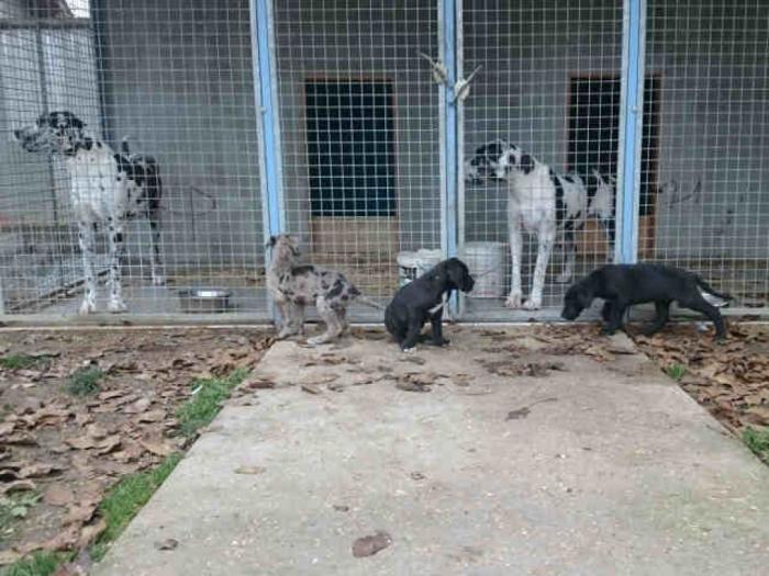 harlekin doge muški štenci besplatni mali oglasi