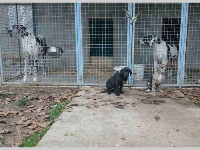 harlekin doge muški štenci besplatni mali oglasi
