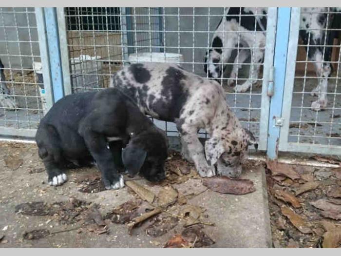 harlekin doge muški štenci besplatni mali oglasi