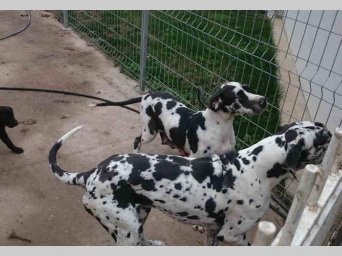harlekin doge muški štenci besplatni mali oglasi