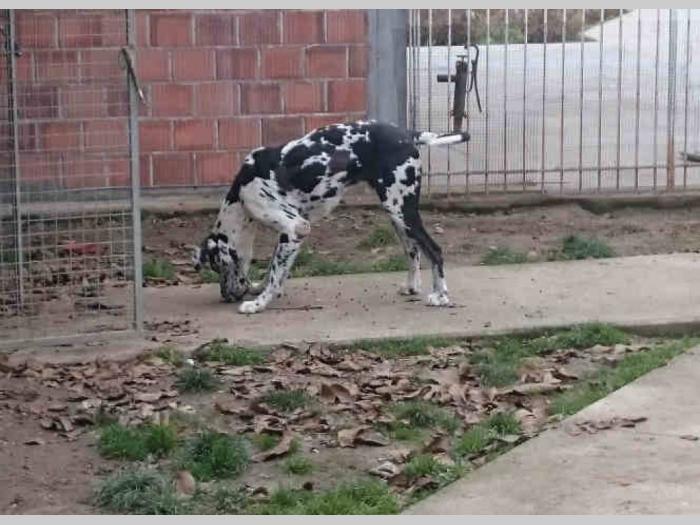 harlekin doge muški štenci besplatni mali oglasi