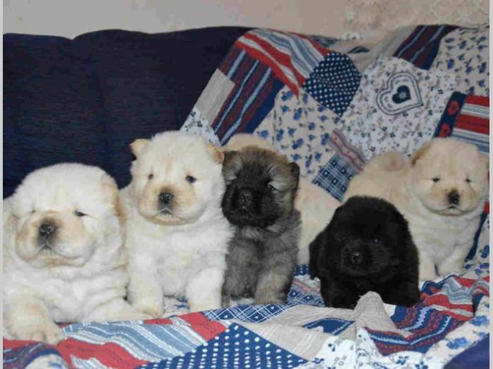 chow chow štenci izložbenog kvaliteta besplatni mali oglasi