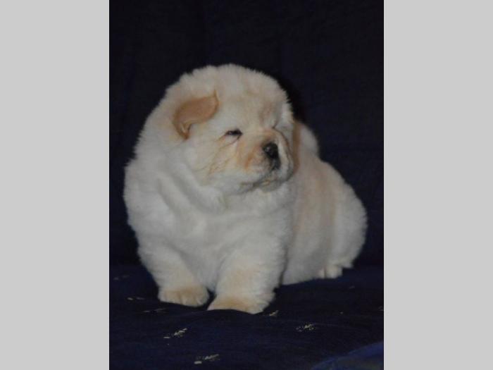 chow chow štenci izložbenog kvaliteta besplatni mali oglasi