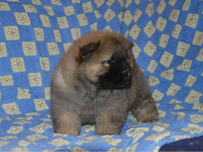 chow chow štenci izložbenog kvaliteta besplatni mali oglasi
