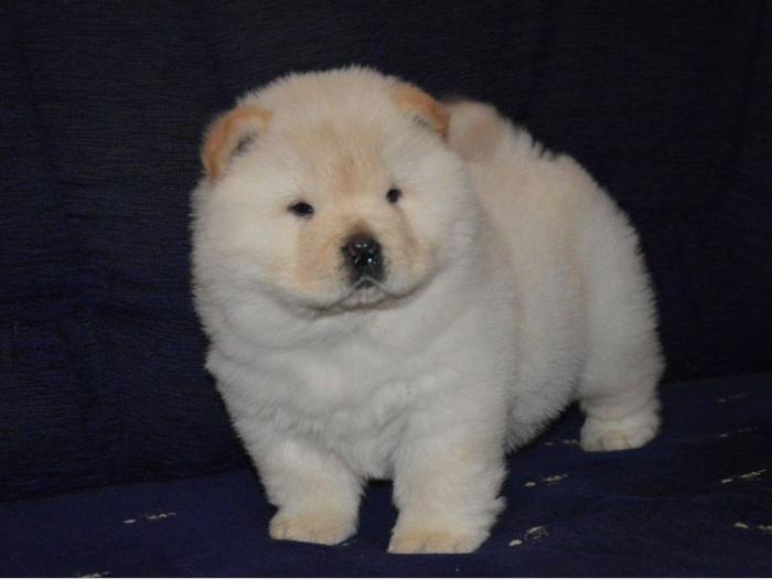 chow chow štenci izložbenog kvaliteta besplatni mali oglasi