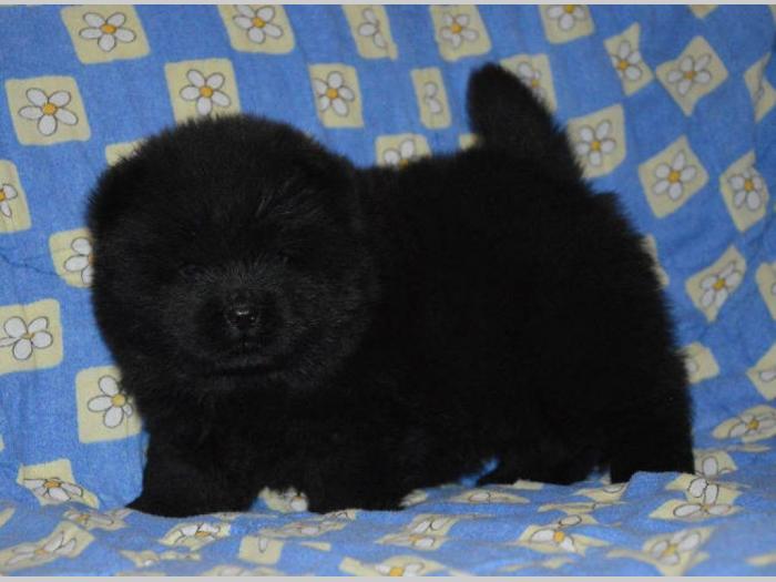 chow chow štenci izložbenog kvaliteta besplatni mali oglasi