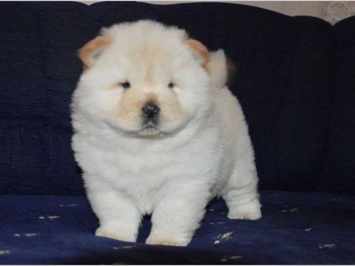 chow chow štenci izložbenog kvaliteta besplatni mali oglasi
