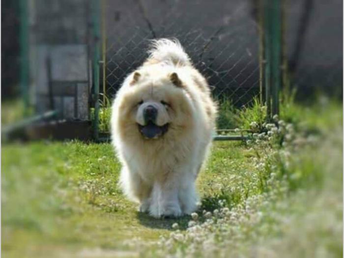 chow chow štenci izložbenog kvaliteta besplatni mali oglasi
