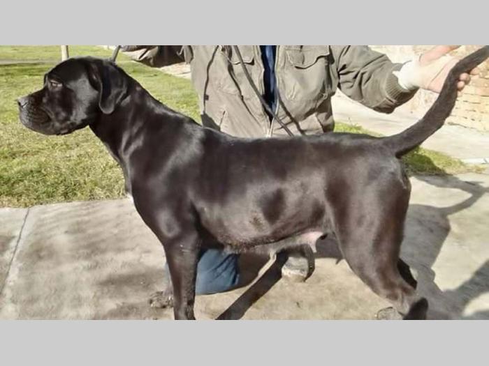 cane corso psi šampionskog porekla besplatni mali oglasi