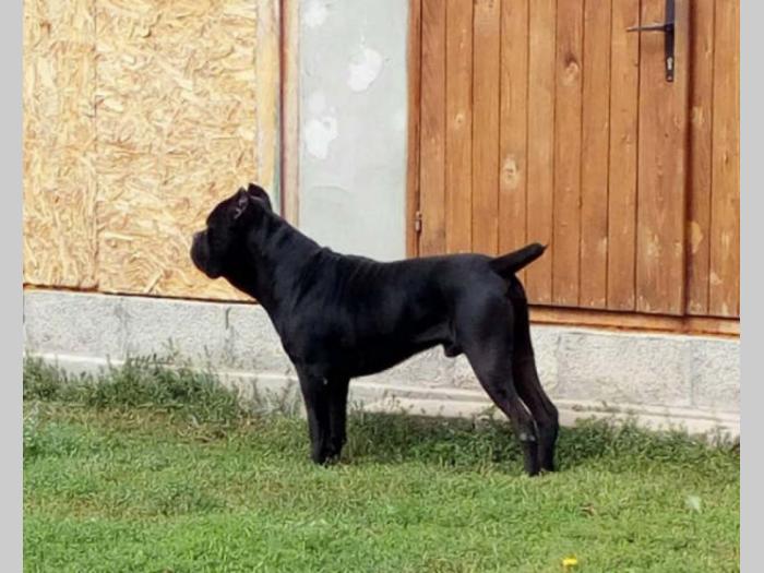cane corso psi šampionskog porekla besplatni mali oglasi
