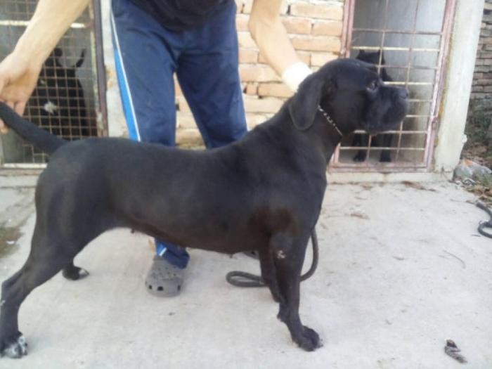 cane corso psi šampionskog porekla besplatni mali oglasi