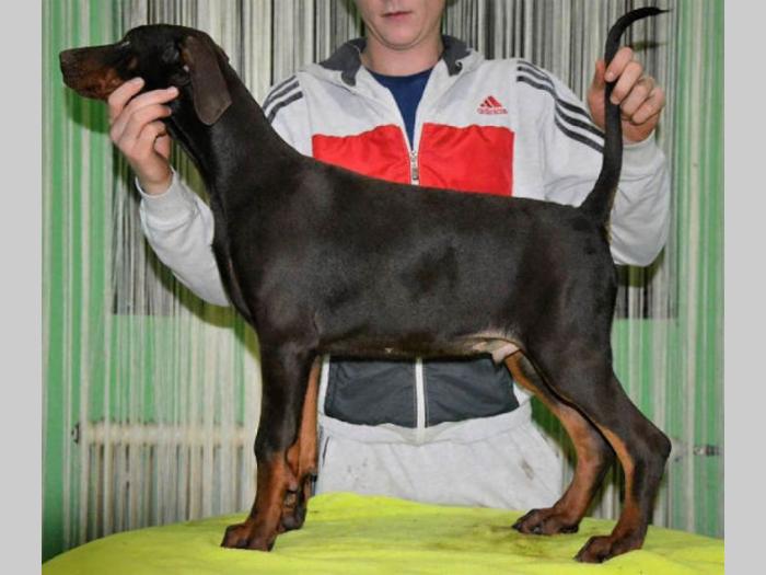 doberman štenci izložbenog potencijala besplatni mali oglasi