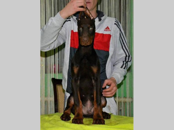 doberman štenci izložbenog potencijala besplatni mali oglasi