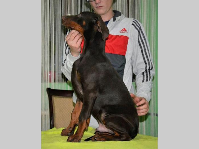 doberman štenci izložbenog potencijala besplatni mali oglasi