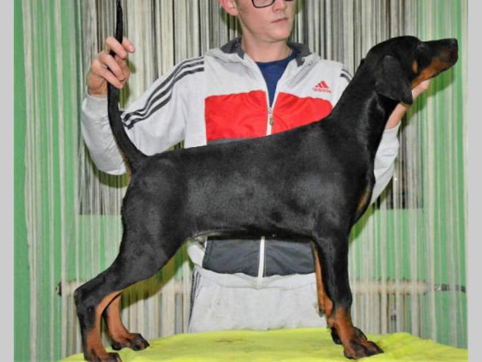 doberman štenci izložbenog potencijala besplatni mali oglasi