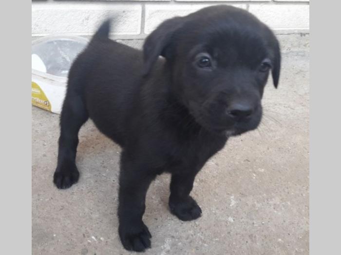 prelepi labradori besplatni mali oglasi