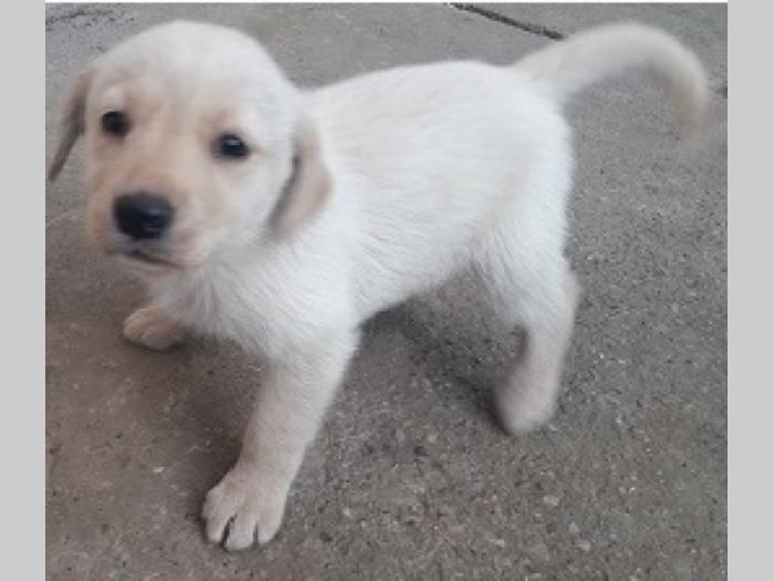 prelepi labradori besplatni mali oglasi