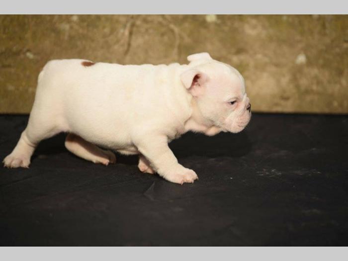 engleski buldog štenci izložbenog potencijala besplatni mali oglasi