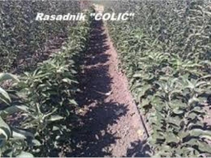 rasadnik čolić voćne sadnice besplatni mali oglasi