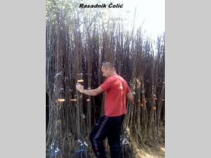 rasadnik čolić voćne sadnice besplatni mali oglasi