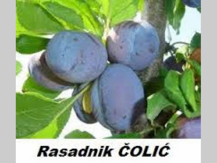 ponuda sadnica šljiva za jesen 2017 proleće 2018 besplatni mali oglasi