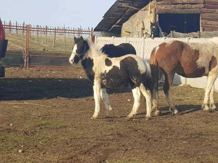 muško ždrebe extra kvaliteta besplatni mali oglasi