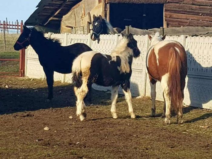 muško ždrebe extra kvaliteta besplatni mali oglasi