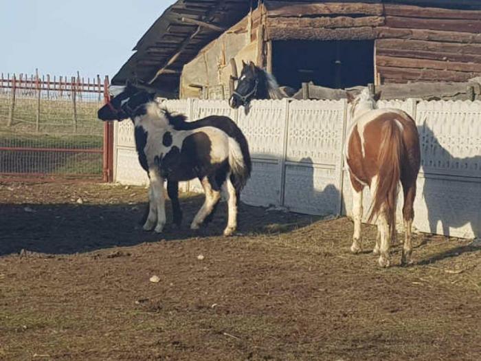 muško ždrebe extra kvaliteta besplatni mali oglasi