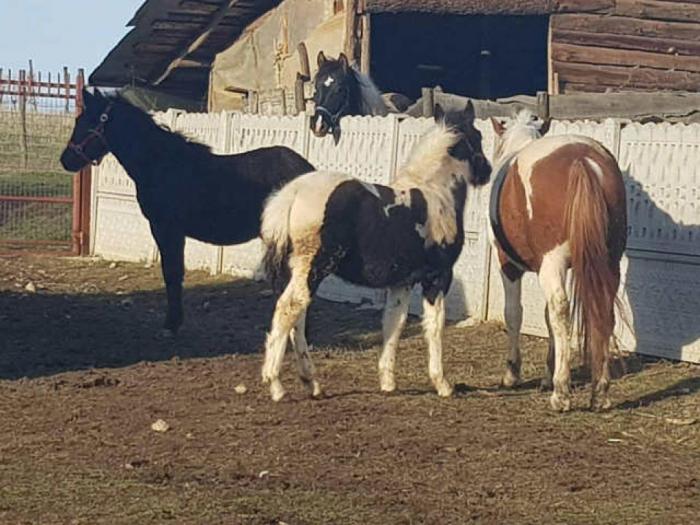 muško ždrebe extra kvaliteta besplatni mali oglasi