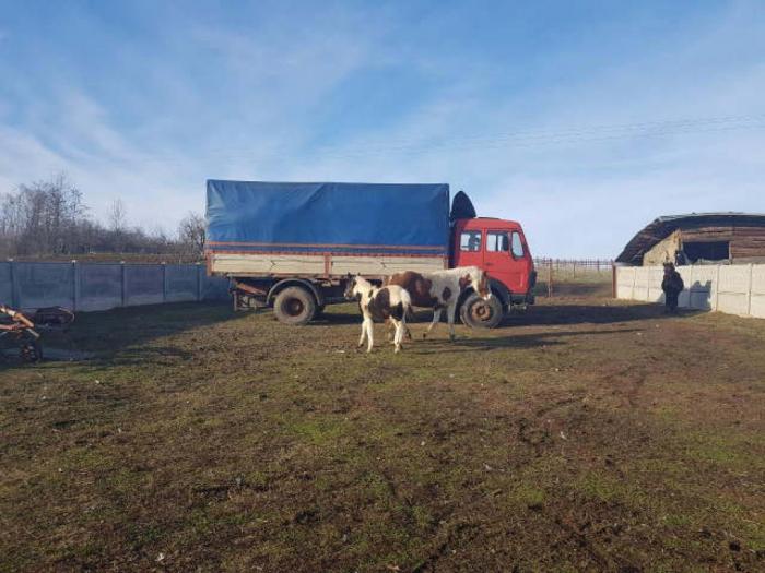 muško ždrebe extra kvaliteta besplatni mali oglasi