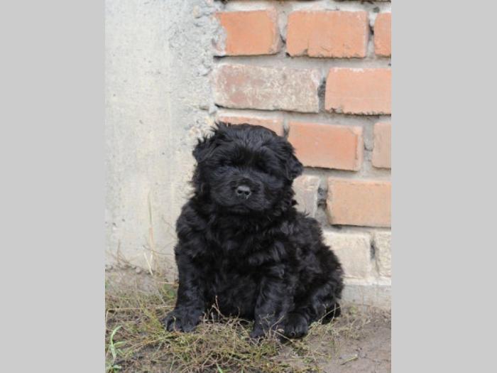 cau cau štenci na prodaju besplatni mali oglasi