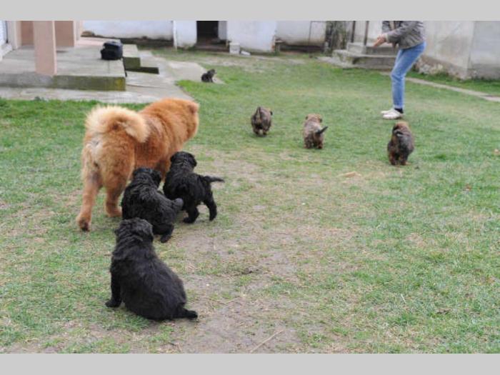 cau cau štenci na prodaju besplatni mali oglasi