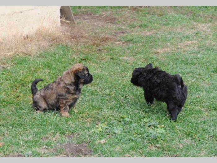 cau cau štenci na prodaju besplatni mali oglasi