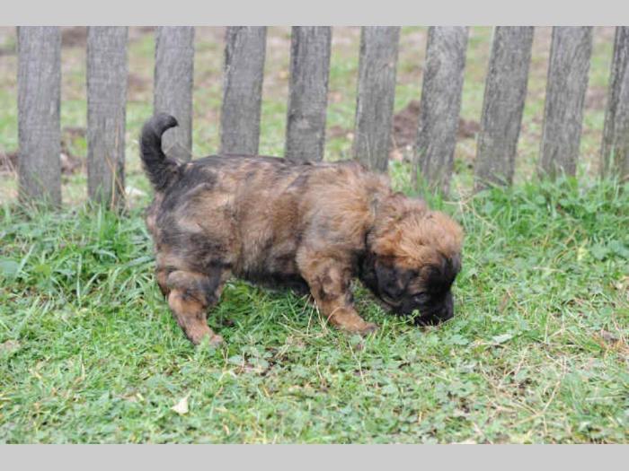 cau cau štenci na prodaju besplatni mali oglasi