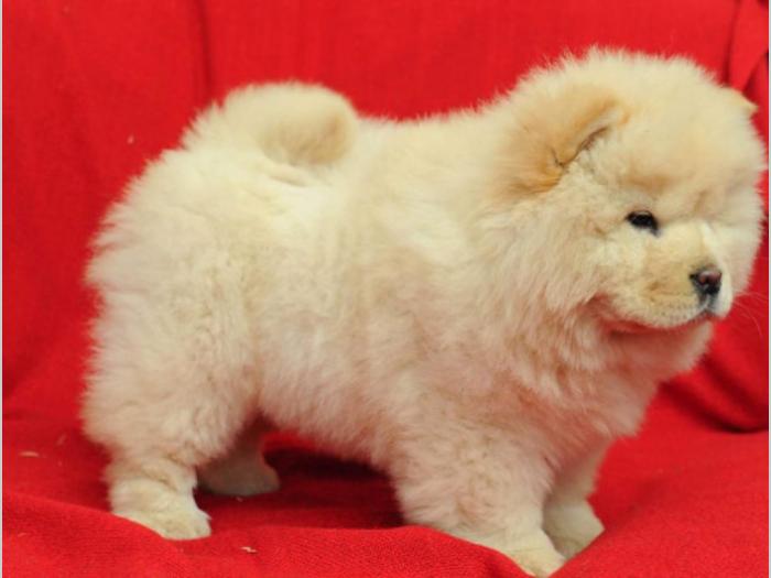 chow chow štenci izložbenog kvaliteta besplatni mali oglasi