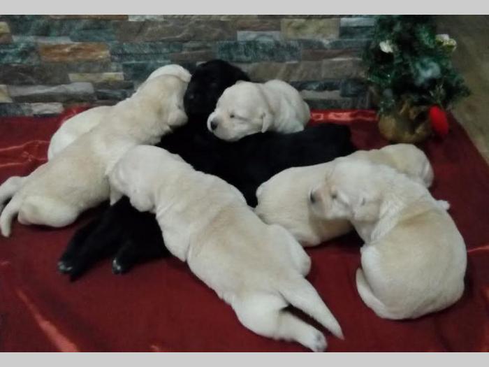 labrador retriver štenci vrhunske krvne linije besplatni mali oglasi