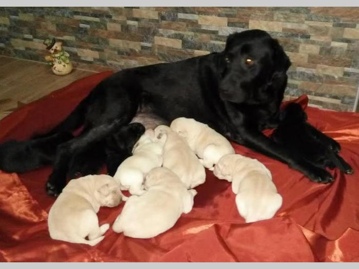 labrador retriver štenci vrhunske krvne linije besplatni mali oglasi