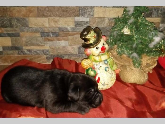 labrador retriver štenci vrhunske krvne linije besplatni mali oglasi
