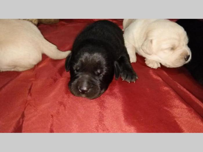 labrador retriver štenci vrhunske krvne linije besplatni mali oglasi
