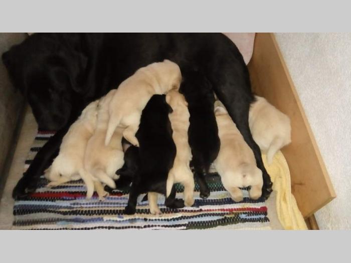 labrador retriver štenci vrhunske krvne linije besplatni mali oglasi