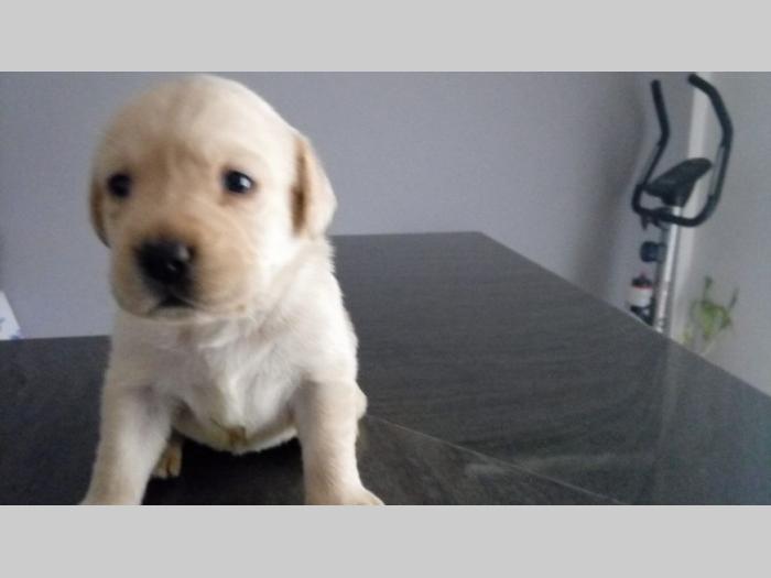 labrador retriver štenci vrhunske krvne linije besplatni mali oglasi
