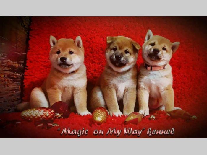 shiba inu štenci vrhunskog porekla besplatni mali oglasi
