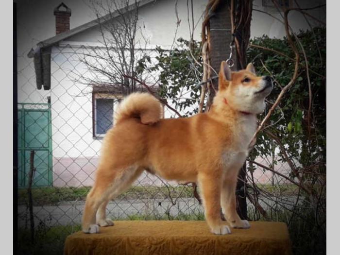 shiba inu štenci vrhunskog porekla besplatni mali oglasi