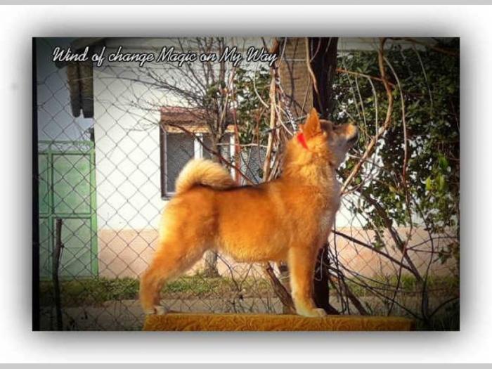shiba inu štenci vrhunskog porekla besplatni mali oglasi