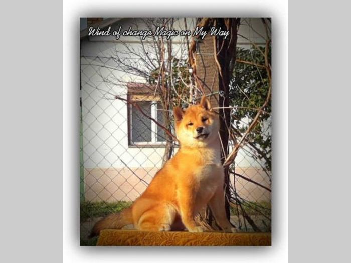shiba inu štenci vrhunskog porekla besplatni mali oglasi