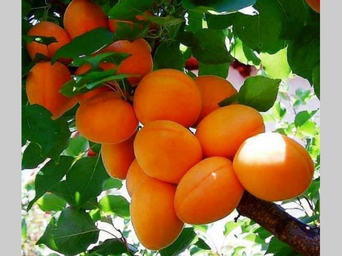 voćne i lozne sadnice, najbolji kvalitet, najpovoljniji uslovi besplatni mali oglasi